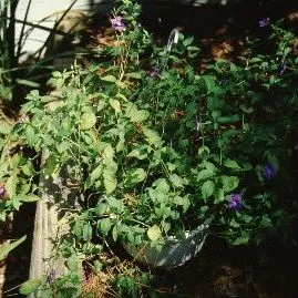 thumbnail for publication: Browallia speciosa Browallia, Amethyst Flower